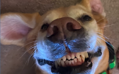 Daisy the Wonder Dog