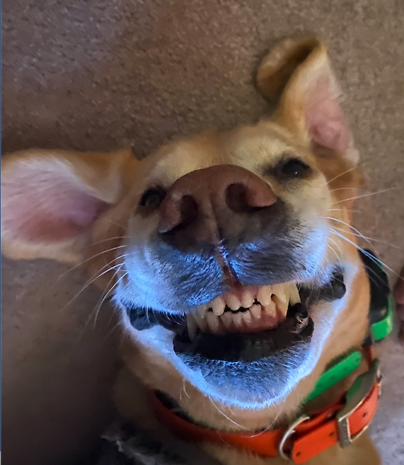 Daisy the Wonder Dog